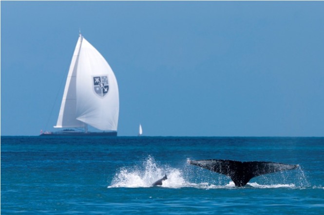 Sailing yacht Kokomo  anda Humpback Whale - Photo Credit Andrea Francolini