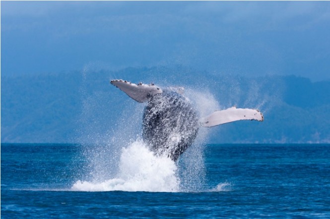 Whale jumping at Audi Hamilton Island Race Week 2010 - Photo Credit Andreay Francolini.