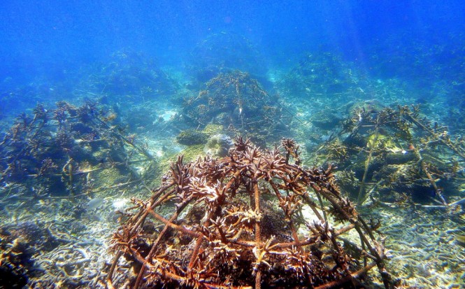 Artificial structures encourage reef ecosystem growth.