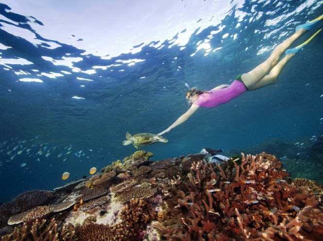Lady Elliot Island turtle & snorkeller