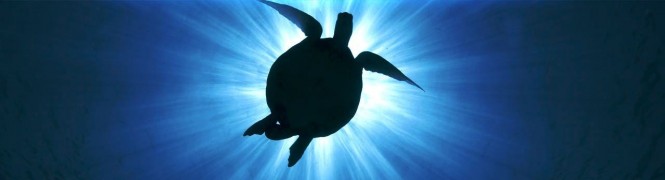 Queensland Has Many World Class Yacht Charter Destinations and many turtles - Image courtesy of SuperYachts Queensland