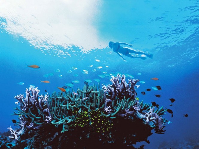 Snorkeling on the Great Barrier Reef