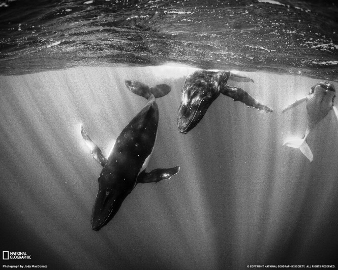 French Polynesia Wildlife - Humpback Whales diving in Tahiti - photo courtesy of National Geographic