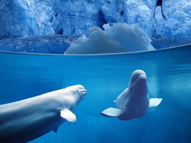 Belugas underwater - ocean life