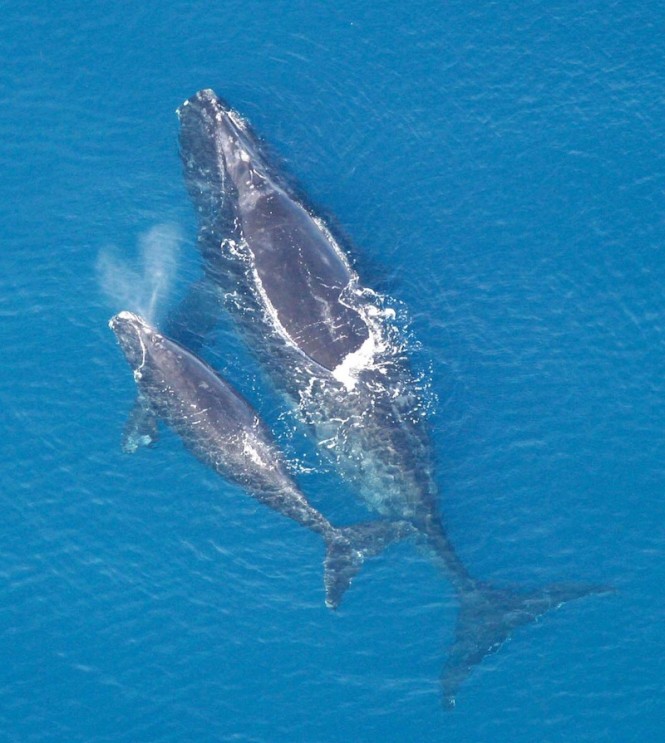 Right whale