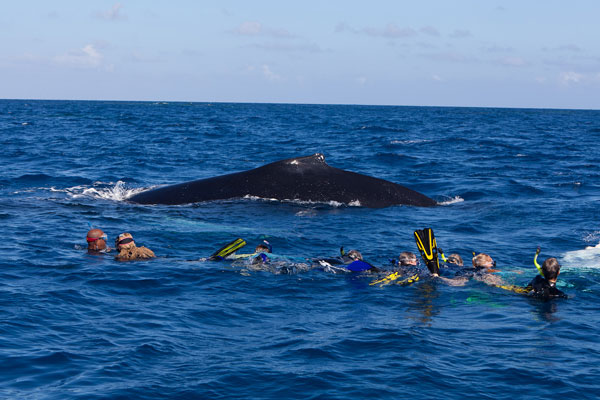 Luxury Catamaran Necker Belle offers 'swimming with the whales' Charters - Photo courtesy of Tom Conlin of Aquatic Adventures 