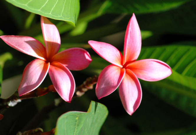 Caribbean Yacht Charter Vacations