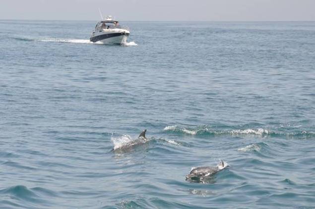 Dolphin watching on a local cruise