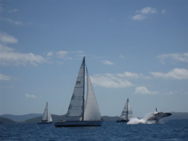 Whale Leap - Audi Hamilton Island Race Week