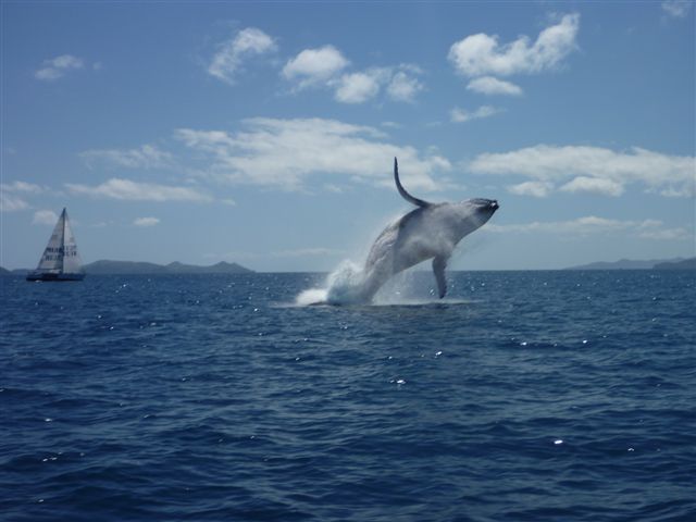 Whale leap - another angle