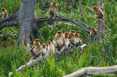 BORNEO Proboscis Monkeys along the Kinabatangang River