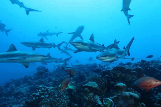Tahiti - Photo credit R Holler - courtesy of Tahiti Private Expeditions