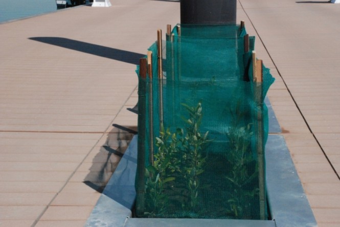 Floating mangroves at Lusail Marina