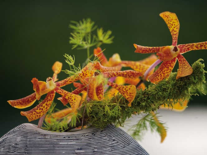 Miss Kulani yacht - Photo by Tim McKenna Photography©