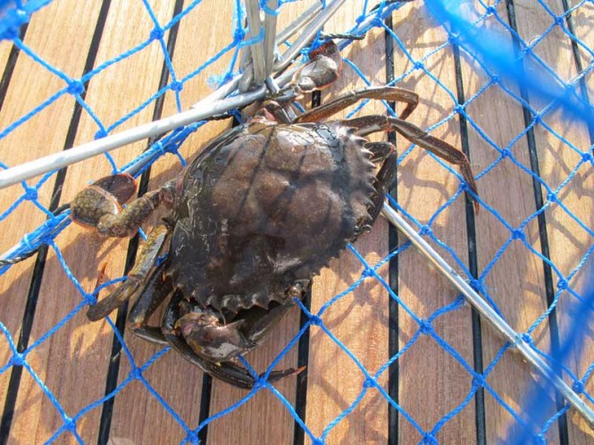 Photo courtesy of charter yacht Masteka 2