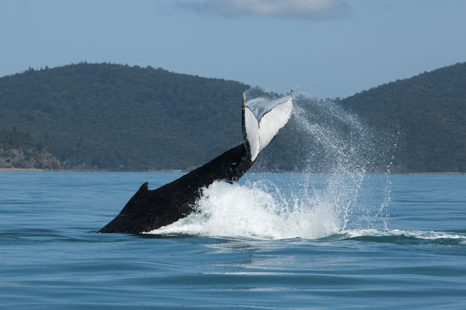 Audi Hamilton Island Race week 2013 - Whale - Photo by Andrea Francolini/Audi