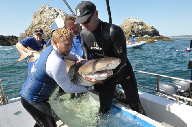 Sea Worlds research and rescue vessel has been used in a number of shark turtle and whale rescues