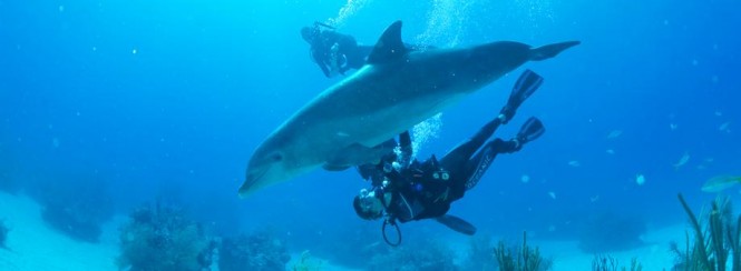 Diving in The Bahamas - Copyright © The Islands Of The Bahamas