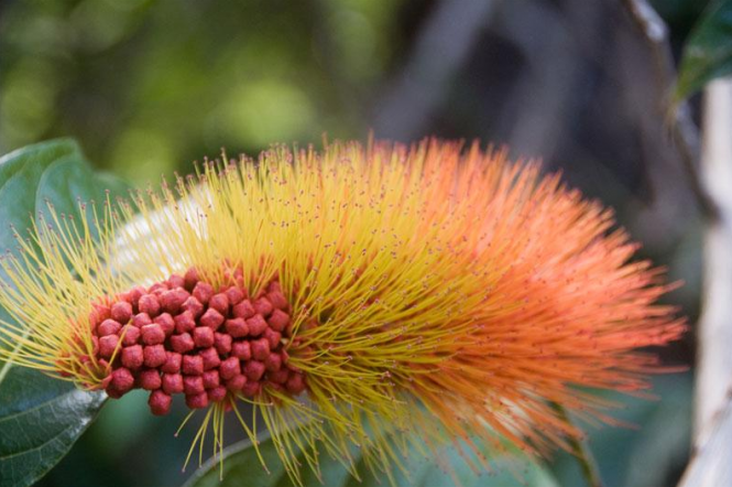 Image credit to St Vincent and the Grenadines Tourism Board