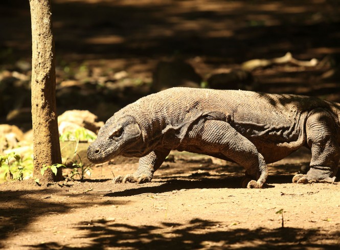 Indonesia yacht charter - Image credit to Alila Purnama yacht