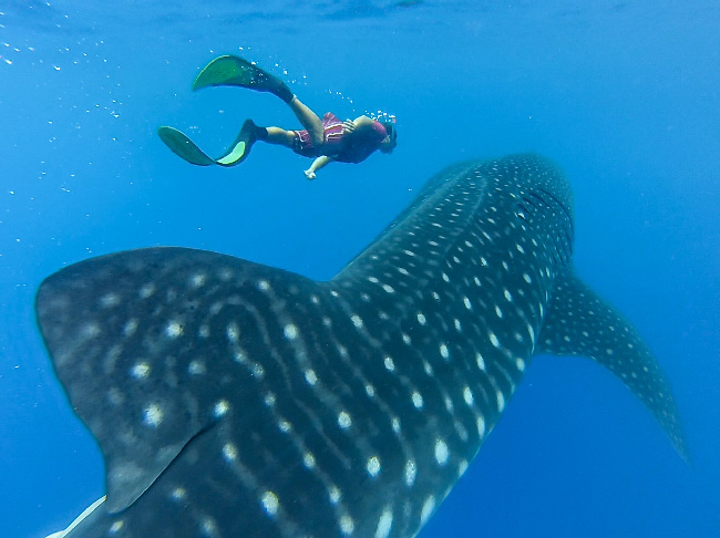 Alvaro with whale shark