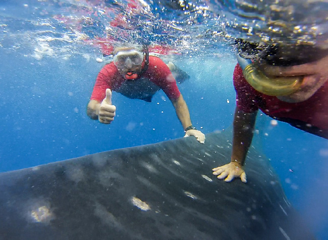 Whale sharks - St Helena