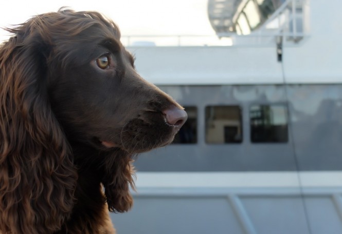 Superyacht Vet Service