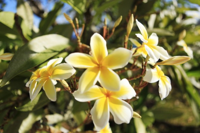 Photo by G. LE BACON - Courtesy of Tahiti Tourisme