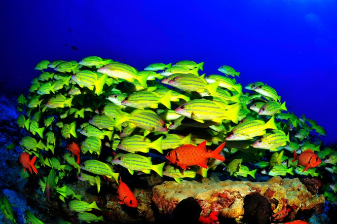 Photo by Gilles DIRAIMONDO - AMV Voyages - Courtesy of Tahiti Tourisme