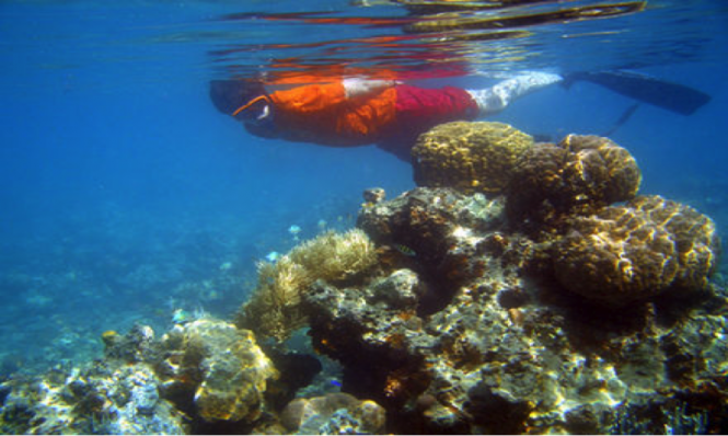 Underwater life in Haiti