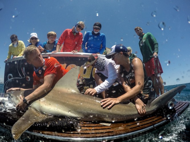 Shark Tagging with University of Miamis Shark Research and Conservation aboard Fleet Miamis D/Y Shredder- Photo Credit Frank Gibson