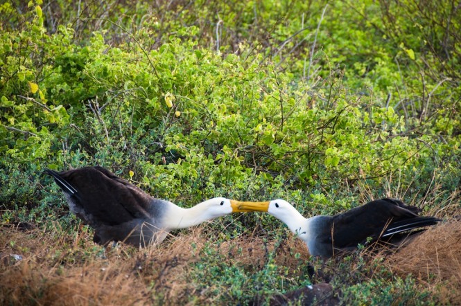 East - Waved Albatross  - Photo Bill Roberson