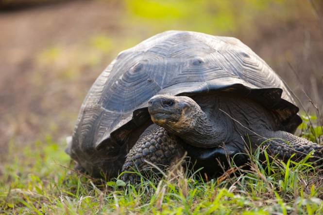 Giant Tortoise - Santa Cruz - Photo Weston Walker