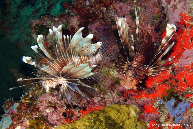 Lionfish. Photo credit Tony Baskeyfield via Seychelles Tourism Board