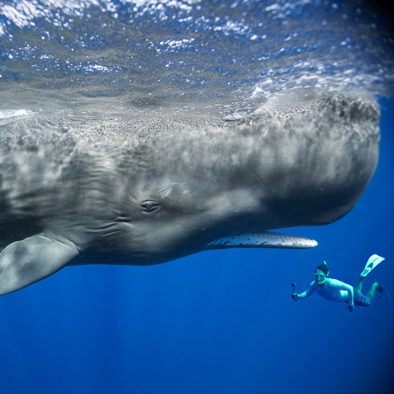 Sperm Whale Diving