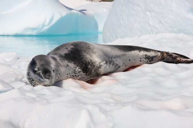 Enjoying the sunshine - Photo © Nicolas Benazeth