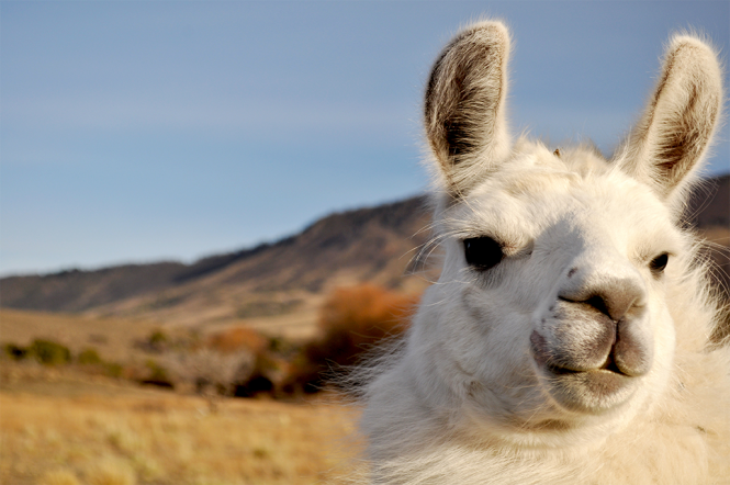 Patagonian Llama