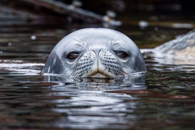 Antarctica - Seal - Photo © Nicolas Benazeth : CharterWorld.com