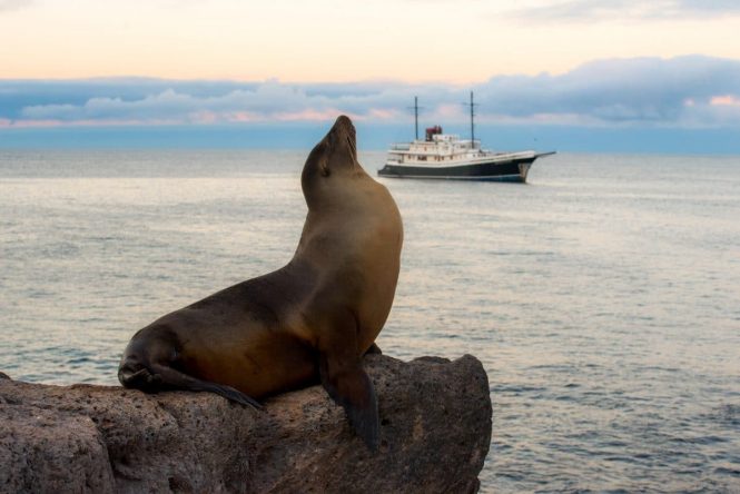 Sea Lion in Galapagos