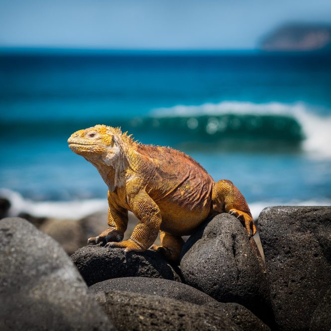 Iguana Lizard of the Galapagos Islands
