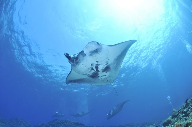 Manta ray