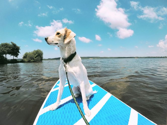 Paddle boarding with your pooch
