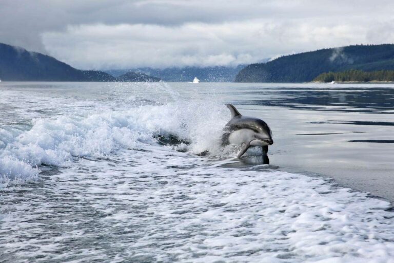 Beautiful sealife