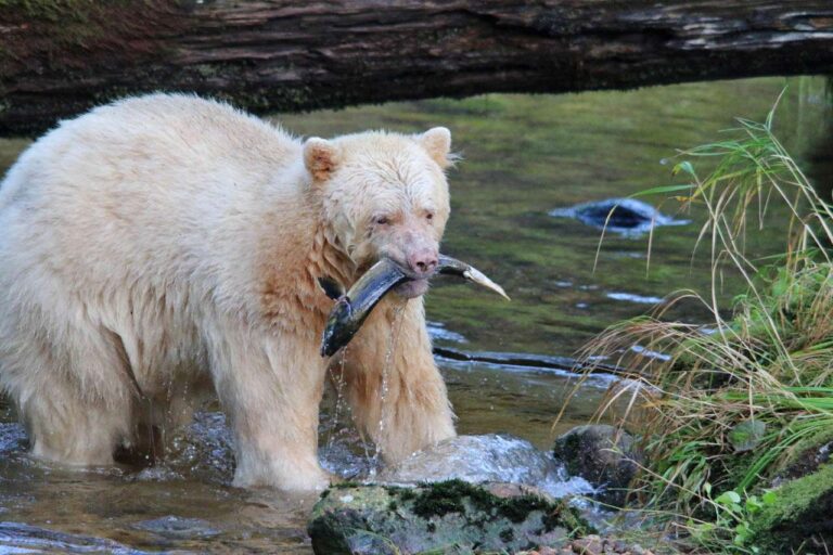 Incredible wildlife