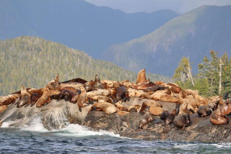 Seals onshore