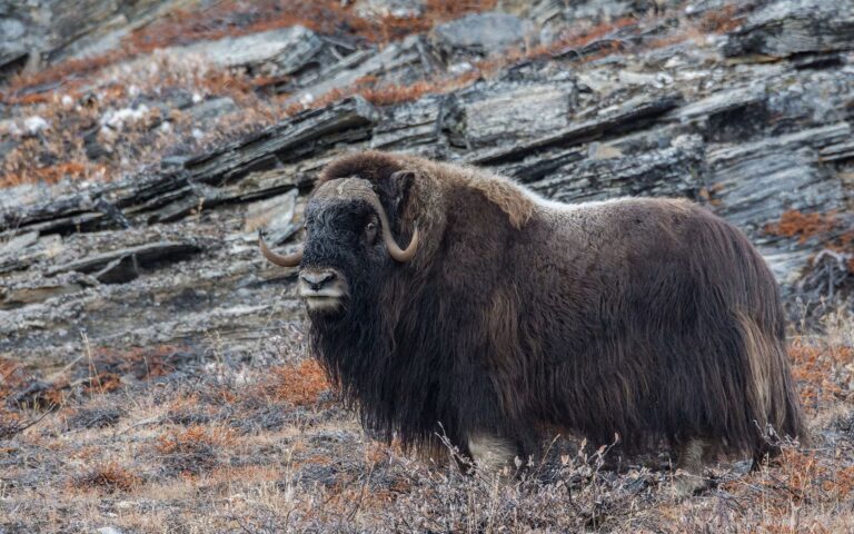 Wildlife