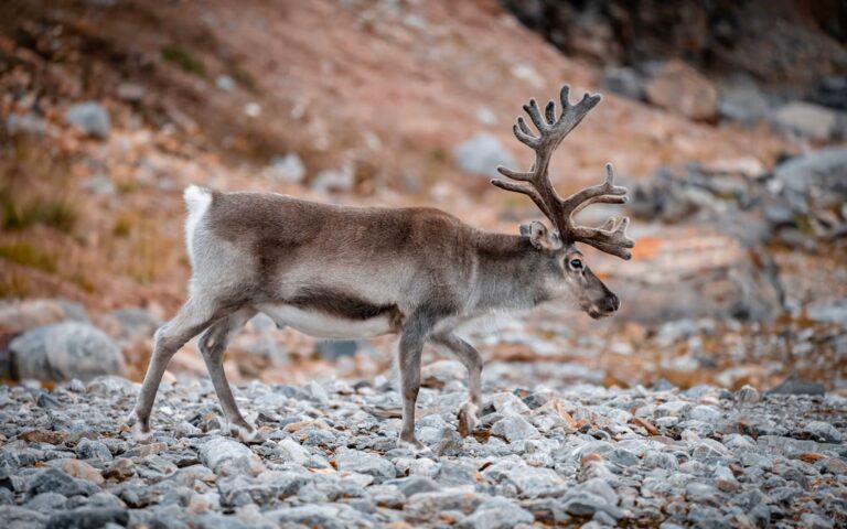 Wildlife
