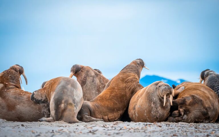 Wildlife