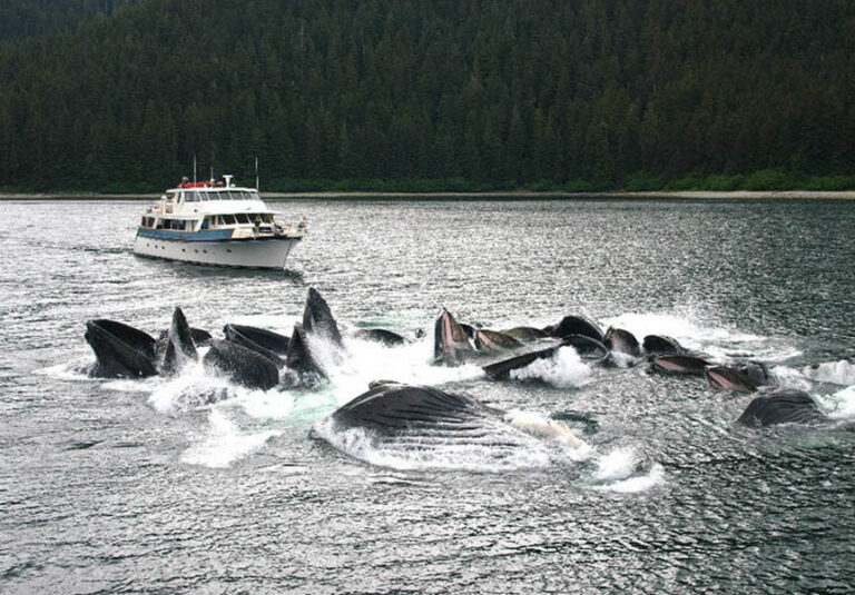 ALASKAN STORY whale watching
