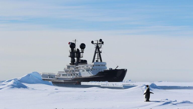 Arctic P In Antarctica